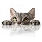 youis Profile Picture